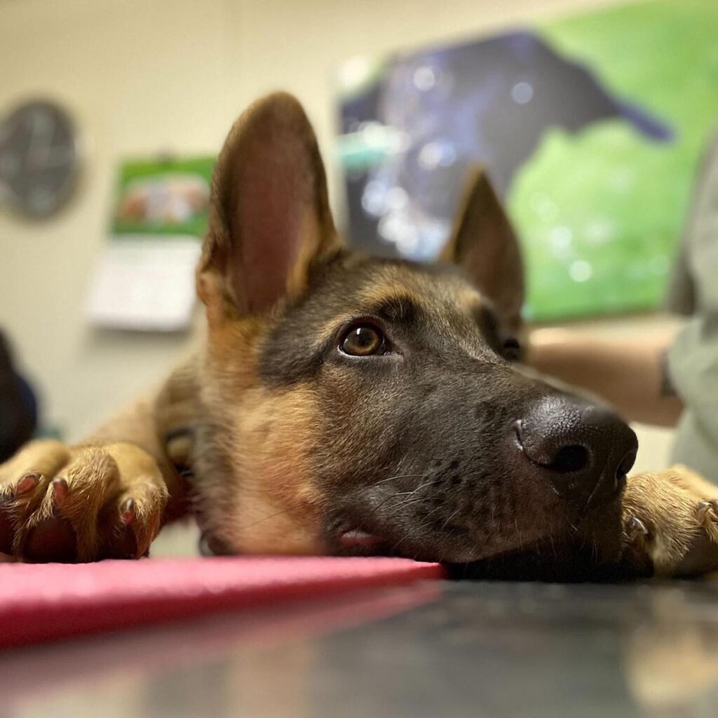 International Pet Certificates in Kearny, NJ Arlington Dog and Cat