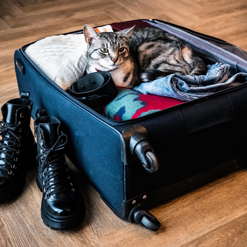 International Pet Certificates in Kearny, NJ Arlington Dog and Cat