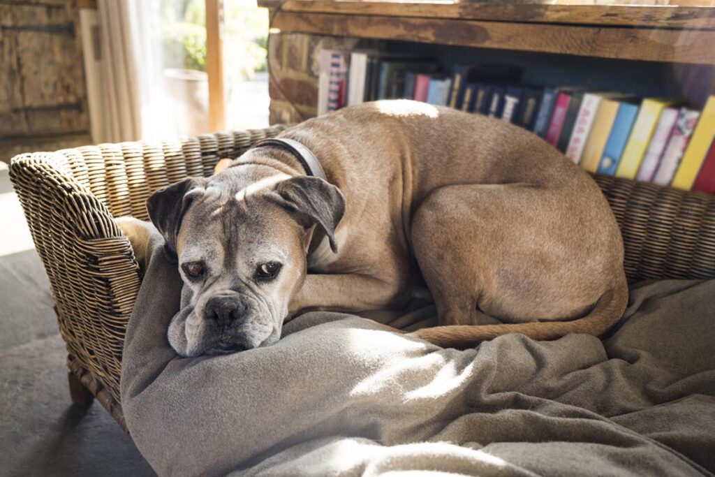 Indoor Portrait Of Senior Dog Resting On Blanket In Pet Bed