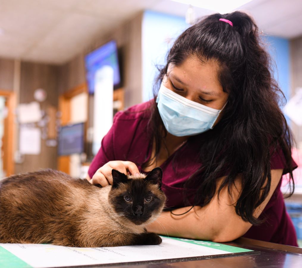 Arlington tech exams Siamese cat