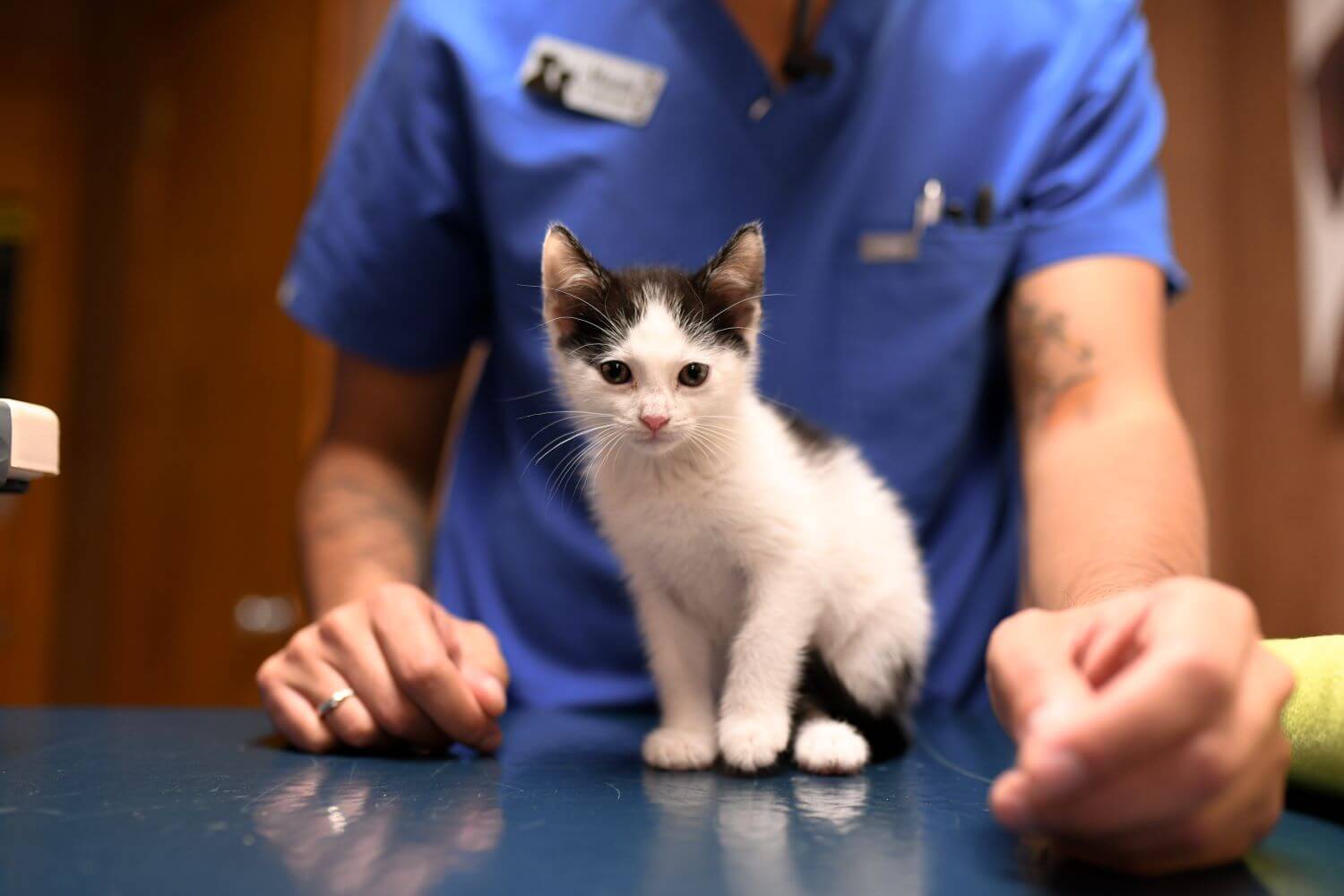 white and black kitten sitting on the counter with the veterinarian behind them