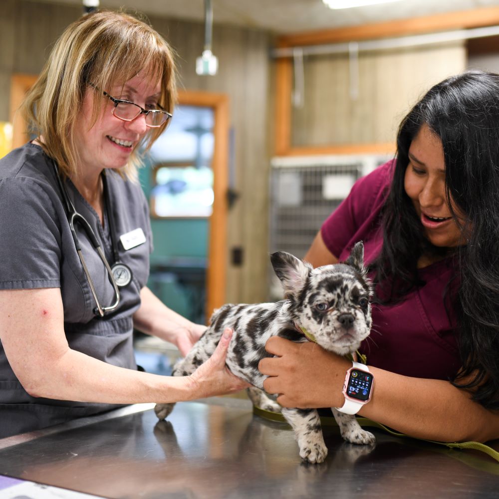 Arlington vet and tech puppy wellness