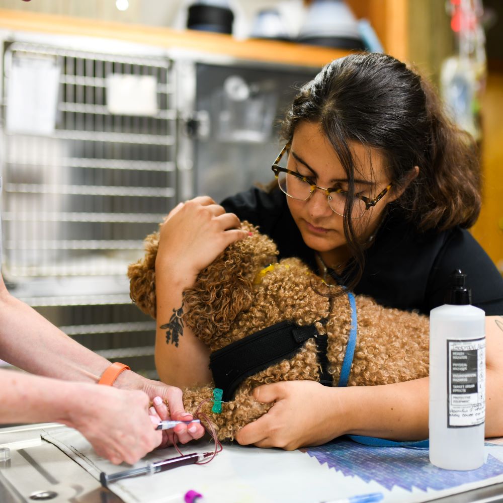 Arlington Vet dog lab work with tech