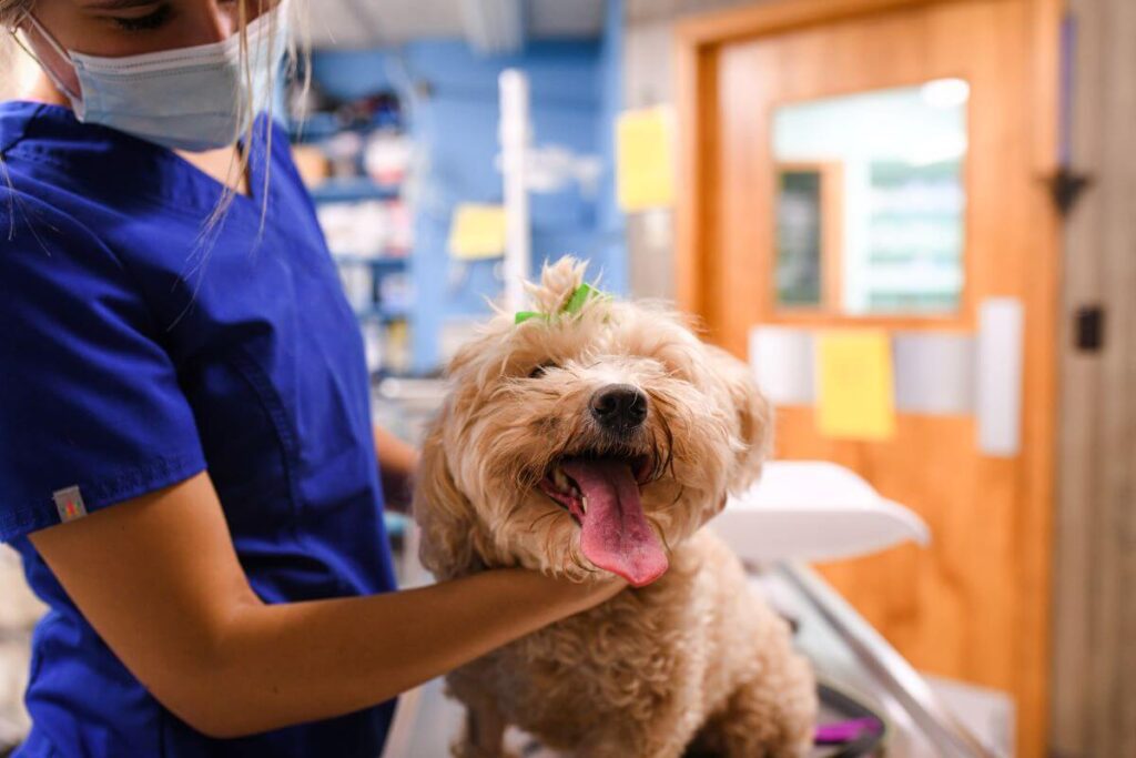 Cat & Dog Teeth Cleaning in Kearny, NJ Arlington Dog and Cat Hospital