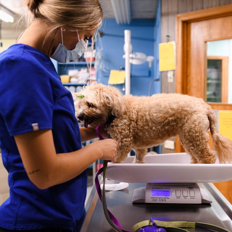 Pet Wellness Exams in Kearny, NJ Arlington Dog and Cat Hospital