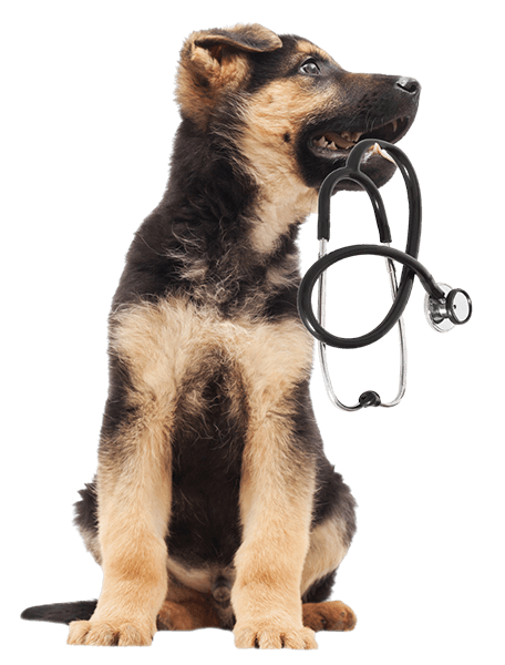 brown and black puppy facing the right holding a stethescope